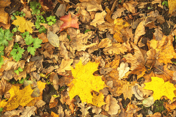 Beautiful autumn composition of yellow maple leaves on the green grass.