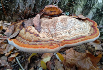 mushrooms in the forest