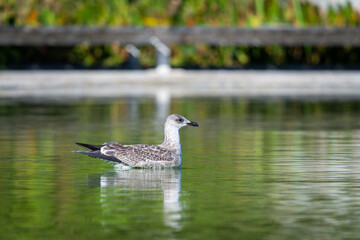 Seagull floating on a fresh water pond
