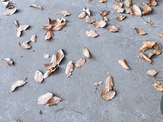 Fototapeta na wymiar The fallen leaves on the cement floor
