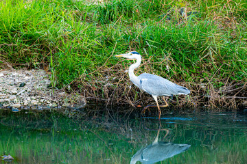 移動するアオサギ