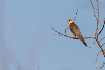 Little Falcon or Australian Hobby perched on the branche