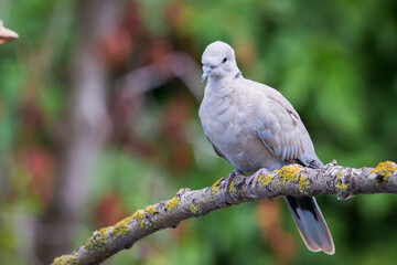 Collared dove or Streptopelia decaocto on branch