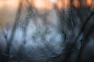 spider web in the morning