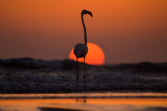 Close-up Of Silhouette Flamingo Perching On Shore At Beach Against Sky During Sunset