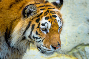 Siberian tiger, Panthera tigris altaica, also known as the Amur tiger