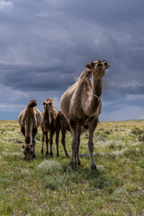 Four Camels Herd on Steppe Mongolia