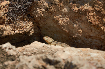 a lizard surrounded by stones