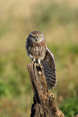 The little owl (Athene noctua) stretches on an old dry a branch. The little owl stretches its wing on a dry branch.