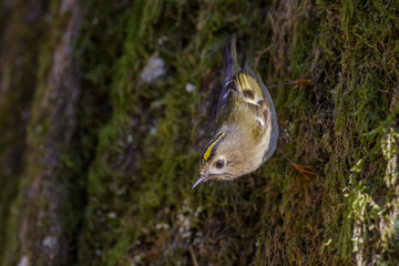 Wintergoldhähnchen (Regulus regulus)