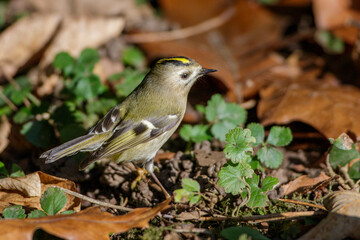 Wintergoldhähnchen (Regulus regulus)