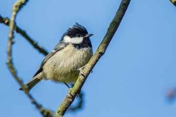 Tannenmeise (Periparus ater)