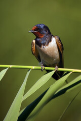 The barn swallow (Hirundo rustica) sitting on a reed with green background.