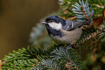 Naklejka premium Tannenmeise (Periparus ater)