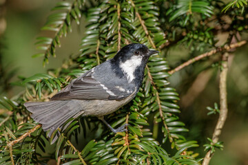 Tannenmeise (Periparus ater)