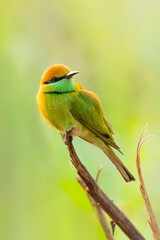Green Bee-eaters perching on a perch looking into a distance