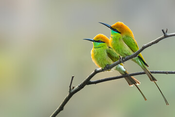 A pair of Green Bee-eaters on the perch looking into a distance