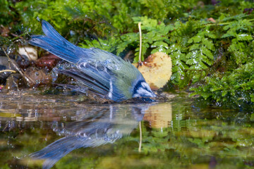 Blaumeise (Cyanistes caeruleus)