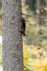 Eichhörnchen © Xaver Klaussner