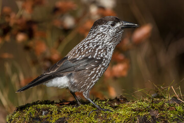 Tannenhäher (Nucifraga caryocatactes)