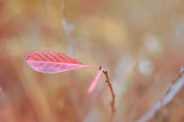Decorative fruit shrub Cerasus besseyi (or sand cherry Bessey, steppe cherry, Cerasus pumila) in a gentle autumn haze in garden. Close-up, selective focus.