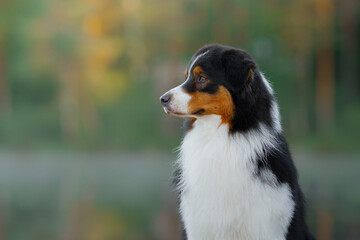 portrait of dog. Australian Shepherd in nature.