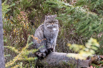 Wildkatze Merkmale