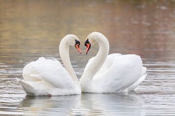 Couple Of Swans Forming Heart on pond in fall season, Czech Republic, Europe wildlife