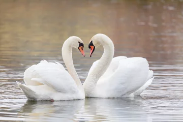 Fototapeten Couple Of Swans Forming Heart on pond in fall season, Czech Republic, Europe wildlife © ArtushFoto