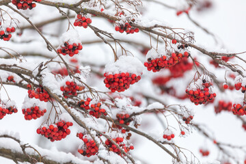 Red Berries on Sorbus aucuparia covered by white snow, commonly called rowan tree. Czech Republic, Europe nature landscape