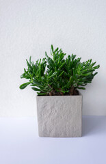 Green leaves of succulent plant decorates the interior of a modern appartment