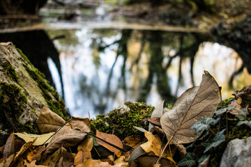fallen autumn leaves in the forest near a spring 