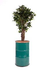 Artificial ficus tree like real as modern evergreen ecological decoration for interiors