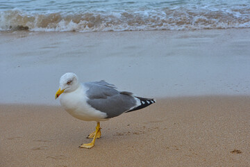 Strand von Lagos, Portugal mit einer Möwe