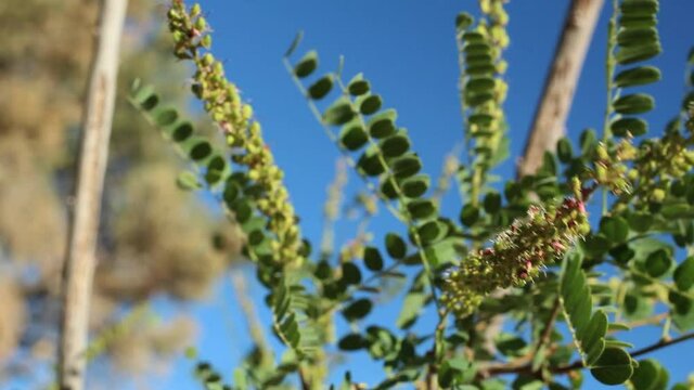 Green immature indehiscent legume fruit of Chaparral Singlepetal Indigo, Amorpha Californica, Fabaceae, native androgyne perennial shrub in the San Bernardino Mountains, Transverse Ranges, Summer.