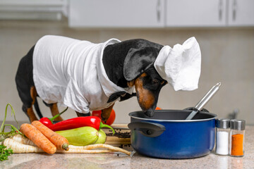 Funny dachshund dog in costume of chief with white cap is going to cook vegetarian dish with...