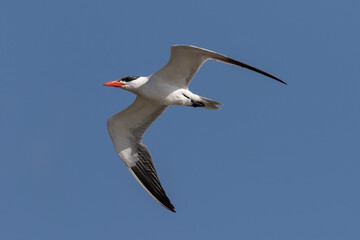 tern in flight 