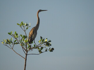 Burung Pelanduk 