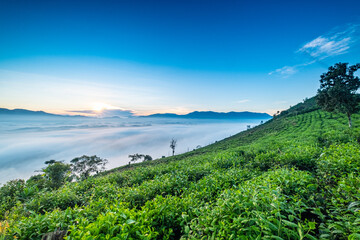 Obraz premium Dawn in the valley Vietnam