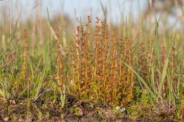 The carnivorous Sundew Drosera ramellosa in it's natural habitat close to Esperance in Western Australia, view from the side.