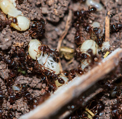 ants with eggs in the forest