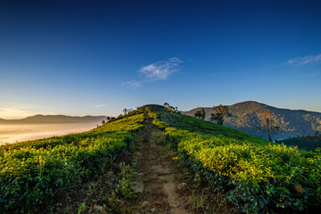 Dawn in the valley Vietnam