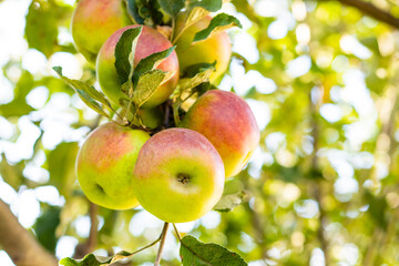 Healthy delicious apples growing in granny's garden