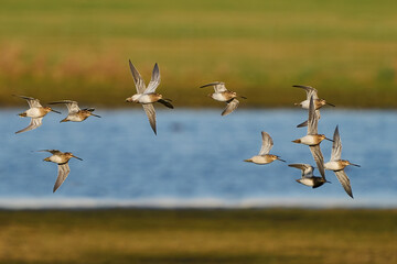 Common snipe (Gallinago gallinago)