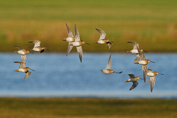 Fototapeta premium Common snipe (Gallinago gallinago)