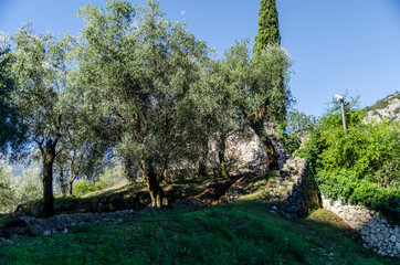Fototapeta na wymiar Drzewa oliwkowe 
