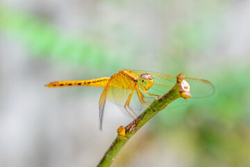 Macro picture of dragonfly, Dragonfly in the natural habitat.
