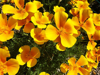 Yellow flowers Eschscholzia californica in the garden.