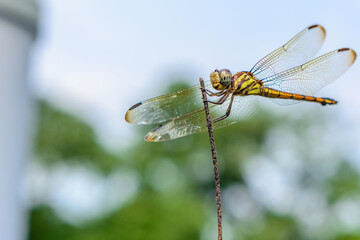 Macro picture of dragonfly, Dragonfly in the natural habitat.
