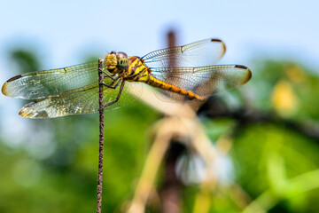 Macro picture of dragonfly, Dragonfly in the natural habitat.
